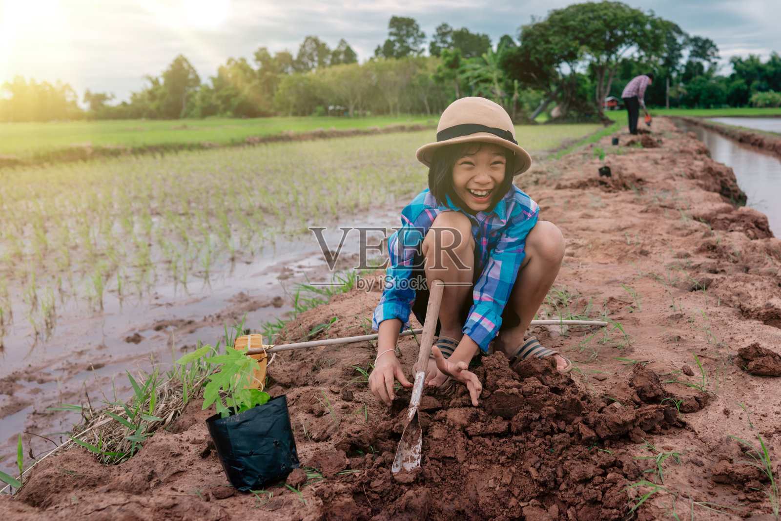 儿童种植在泥土上的有机农场在农村模糊的稻田和天空背景照片摄影图片