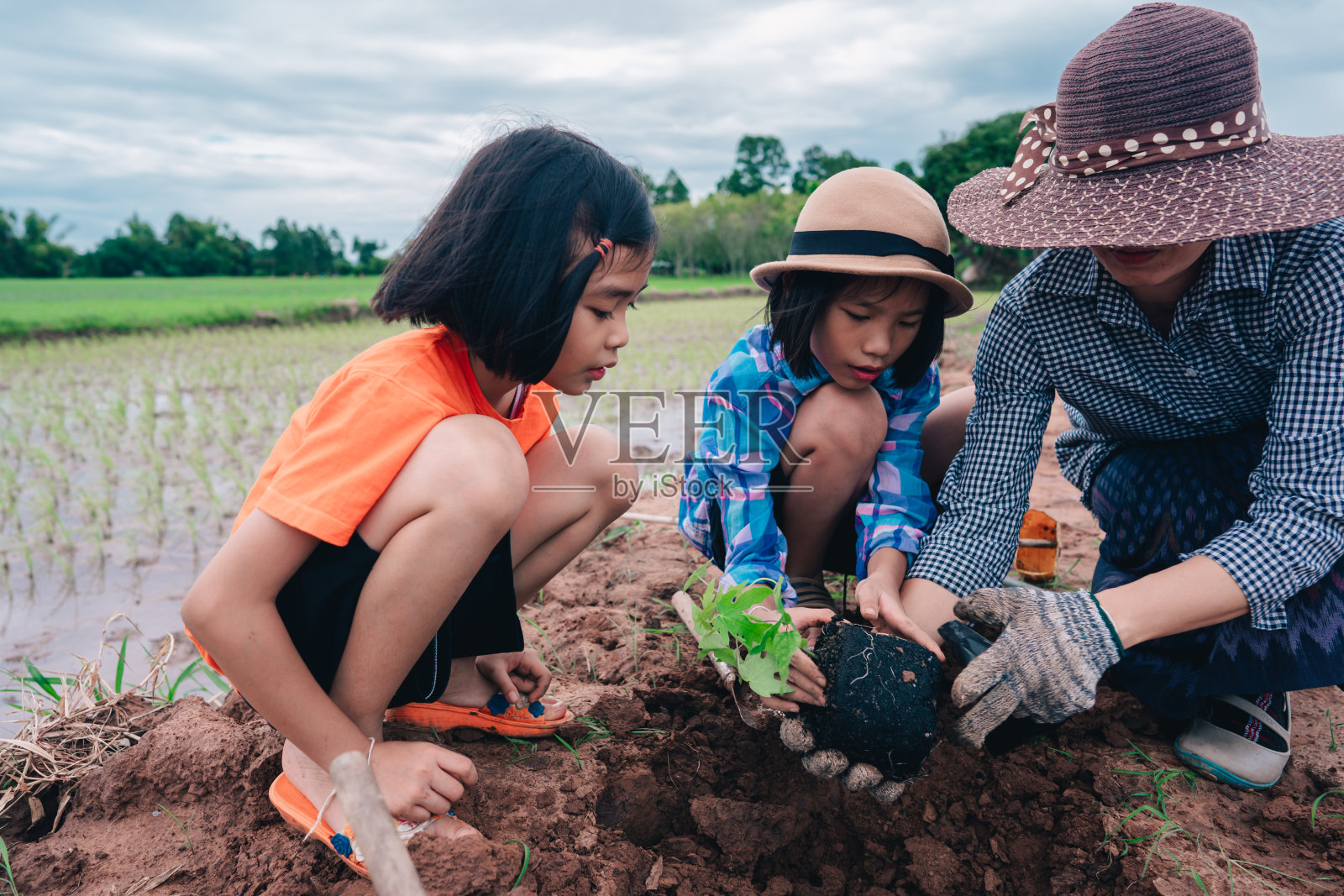 孩子和母亲在天空的背景下帮助农村或乡村的有机农场种植树木照片摄影图片
