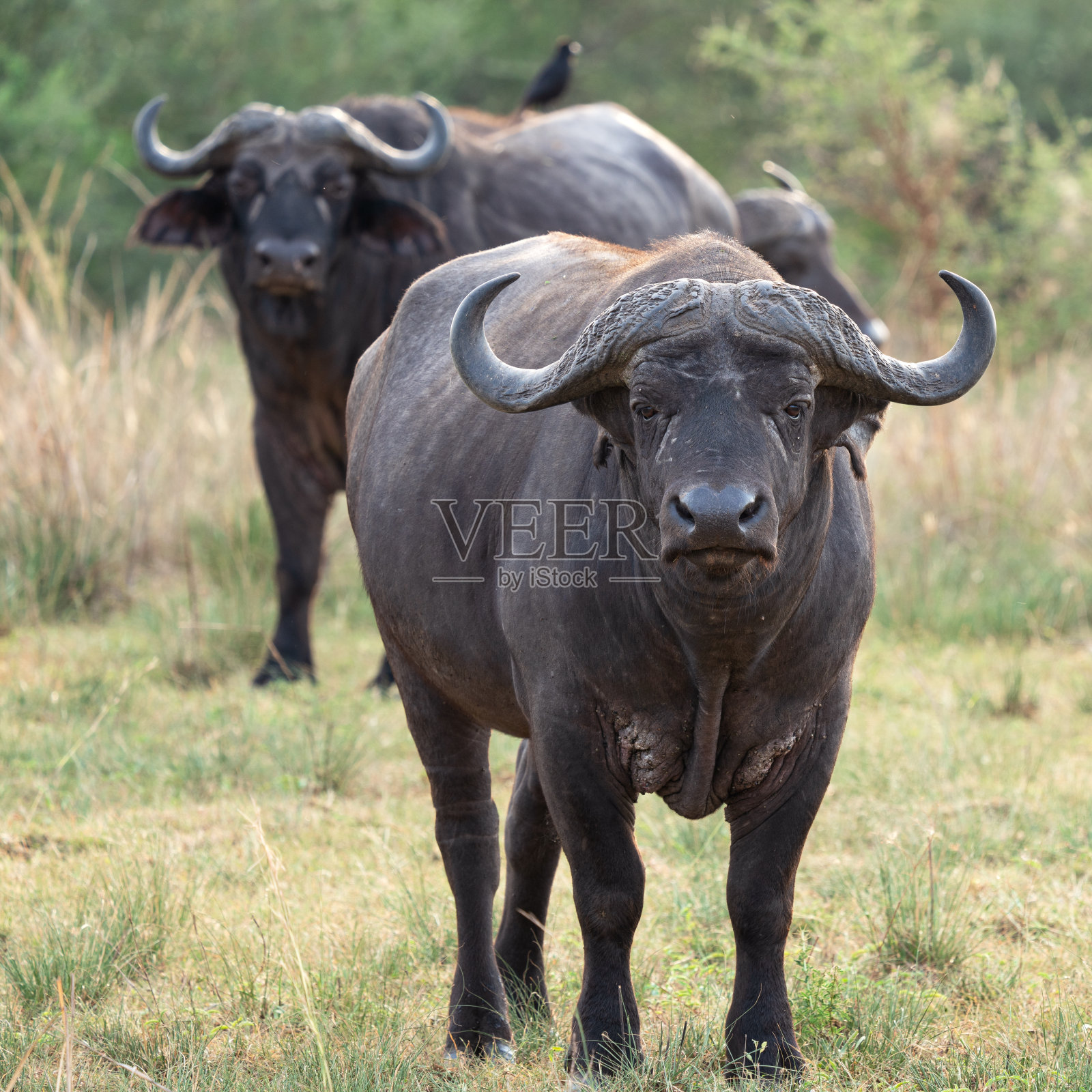 非洲水牛（辛塞鲁斯·卡弗）照片摄影图片