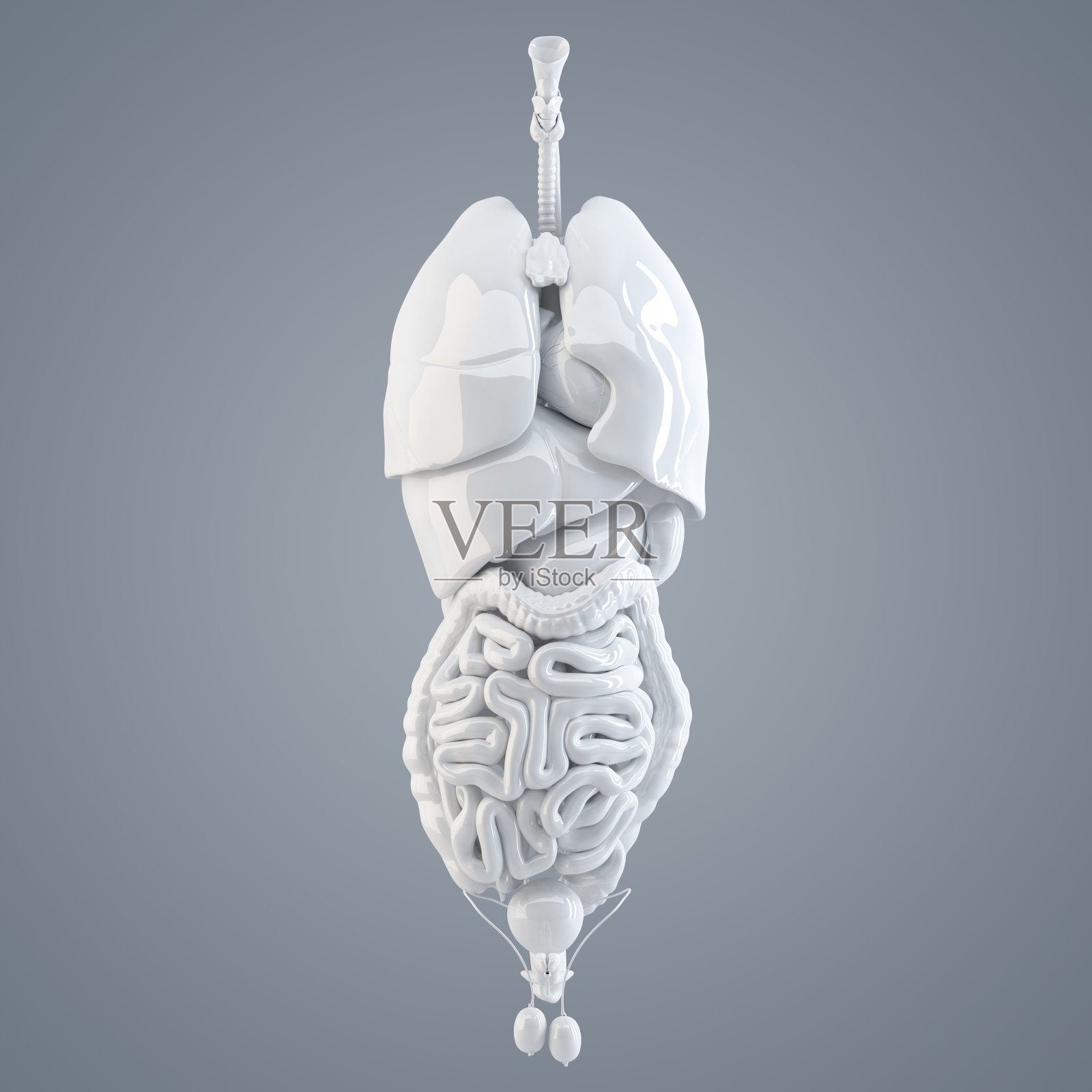 人体内部器官。3 d演示。孤立的照片摄影图片