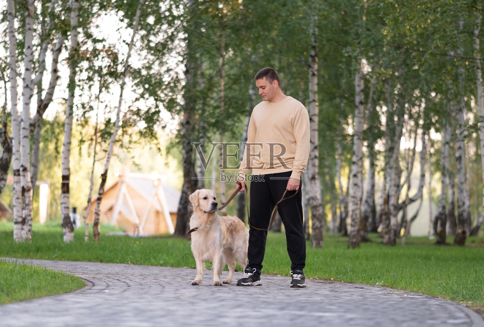 一个年轻人在阳光明媚的日子里带着他的狗在公园里散步。金毛寻回犬和主人一起被皮带牵着走照片摄影图片