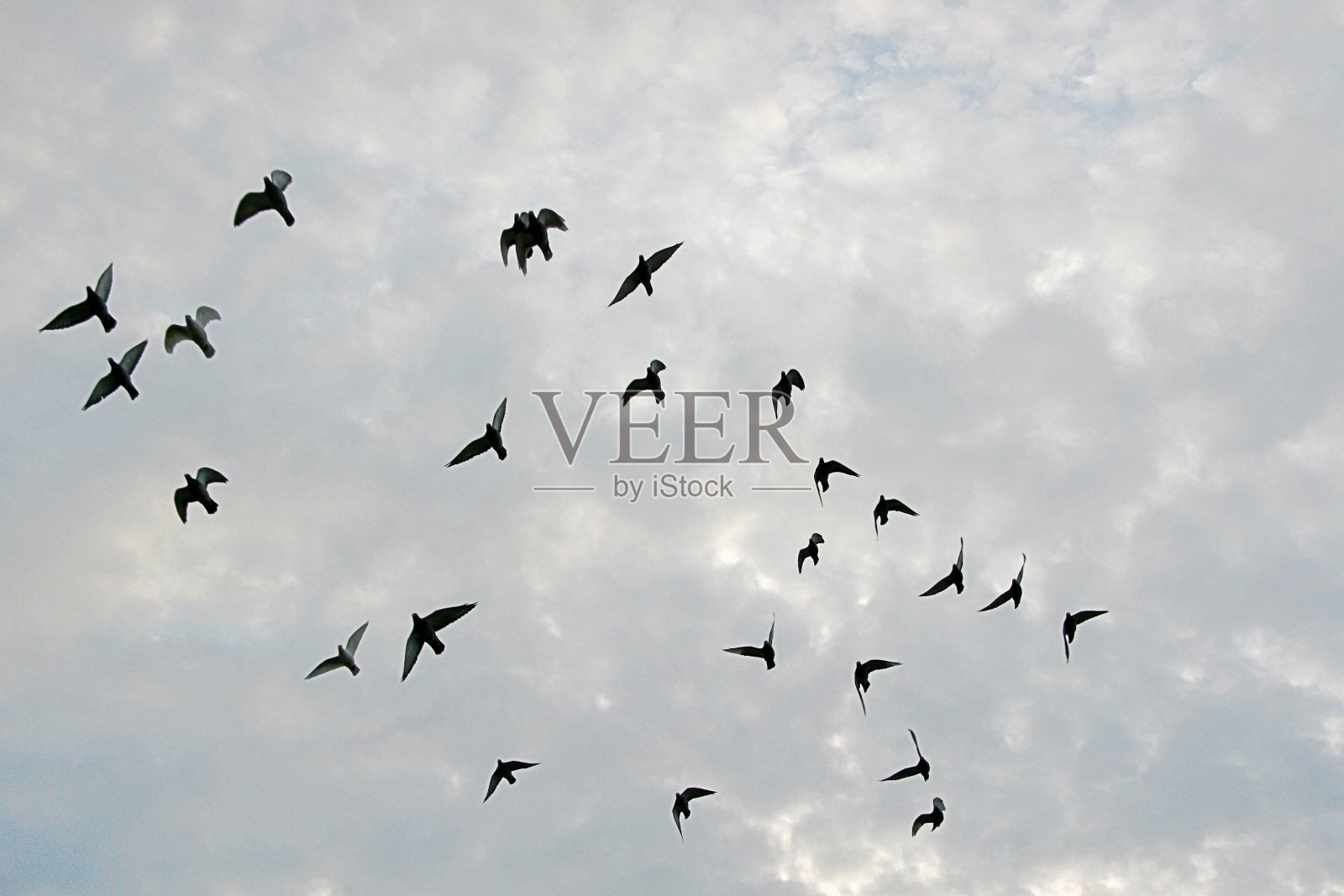 迁徙的鸟类照片摄影图片