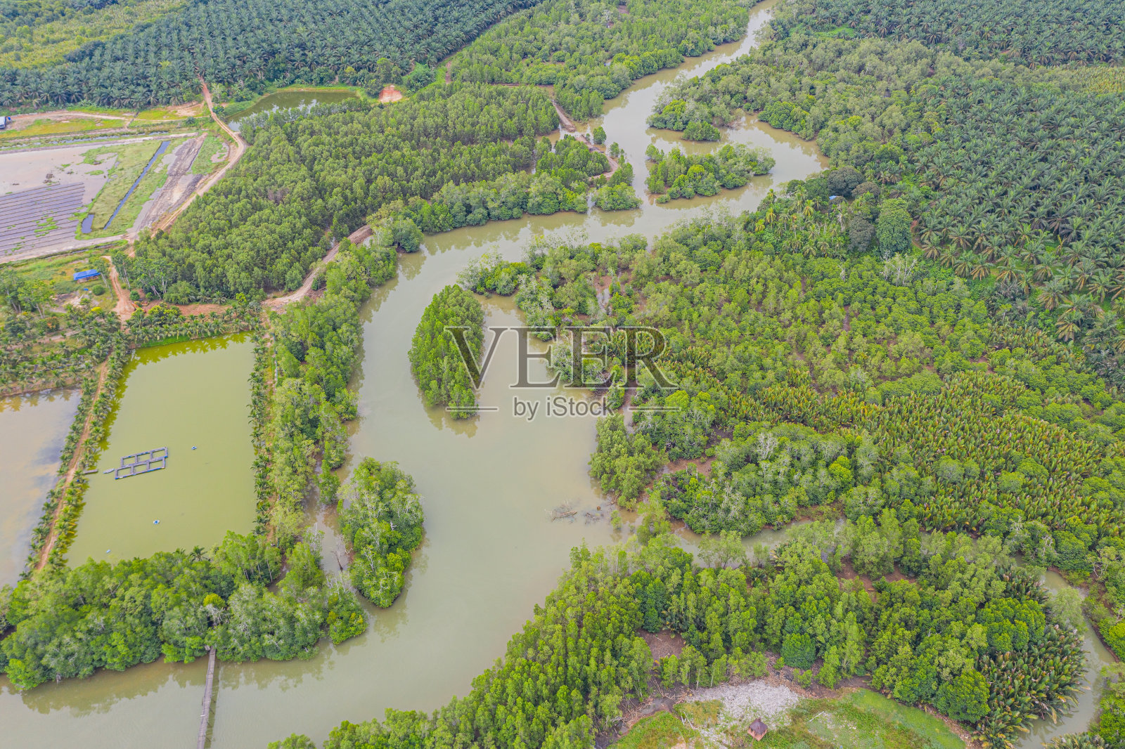 红树林退化和死树问题的气候变化和开放的池塘活动。照片摄影图片