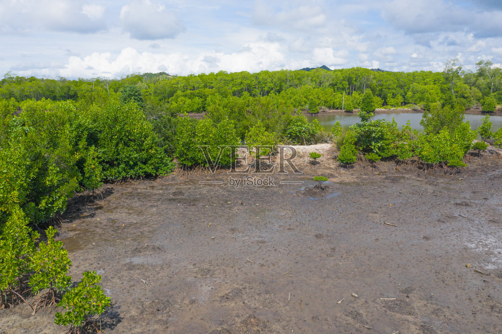 红树林退化和死树问题的气候变化和开放的池塘活动。照片摄影图片