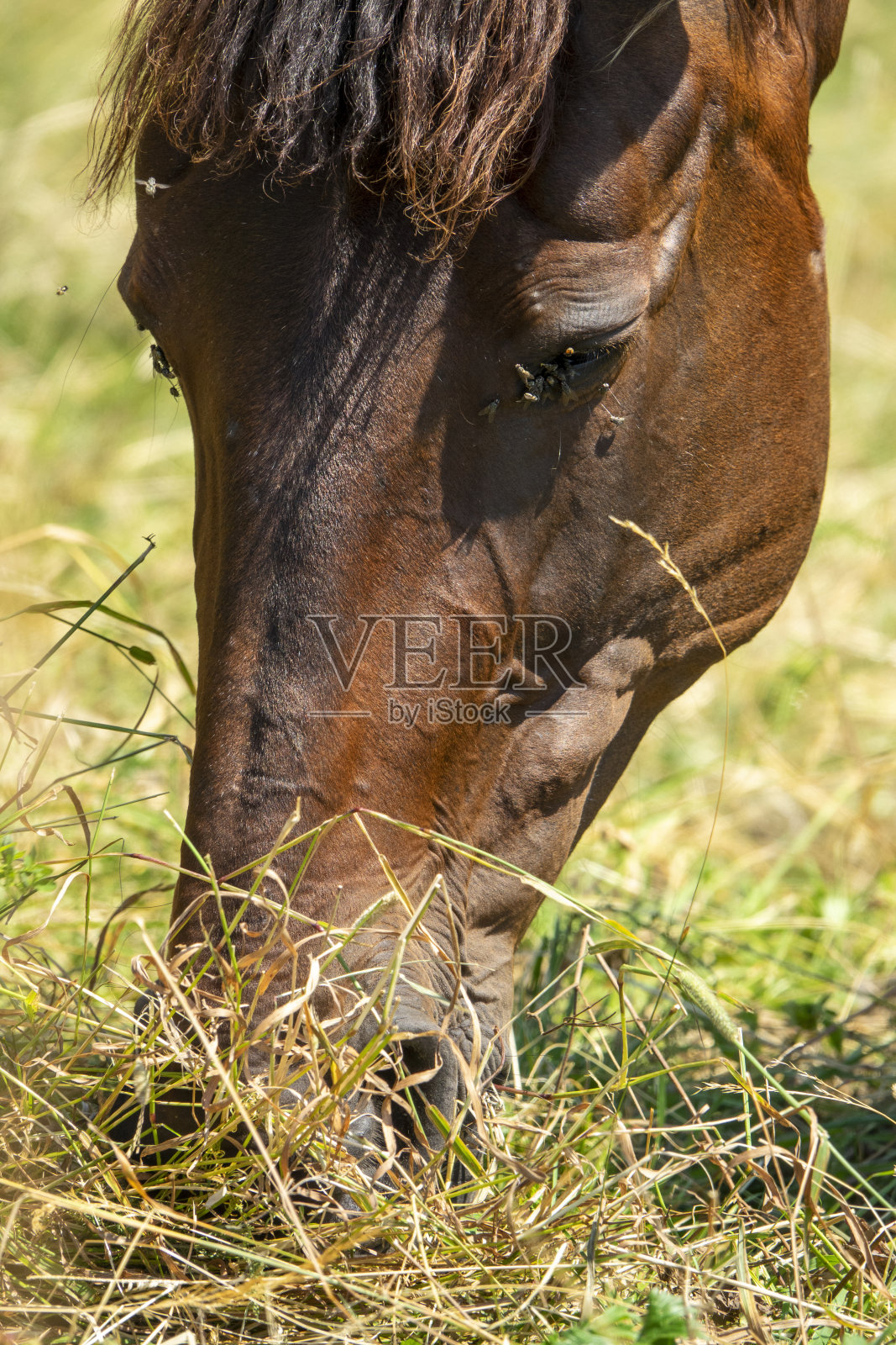马吃草的特写镜头照片摄影图片