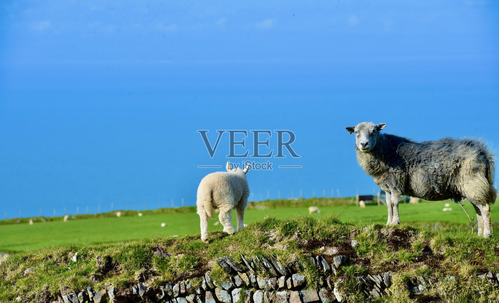 羊照片摄影图片