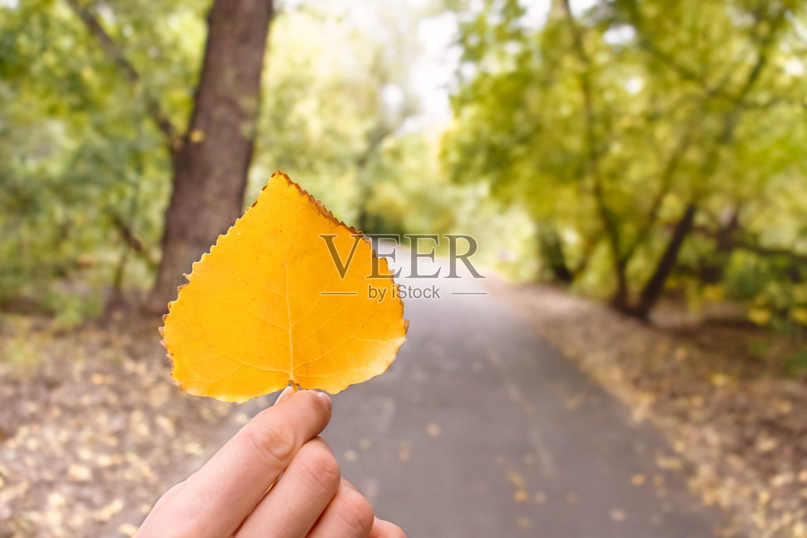 手捧着一片秋天的黄叶，背景是路和树。模糊的背景照片摄影图片