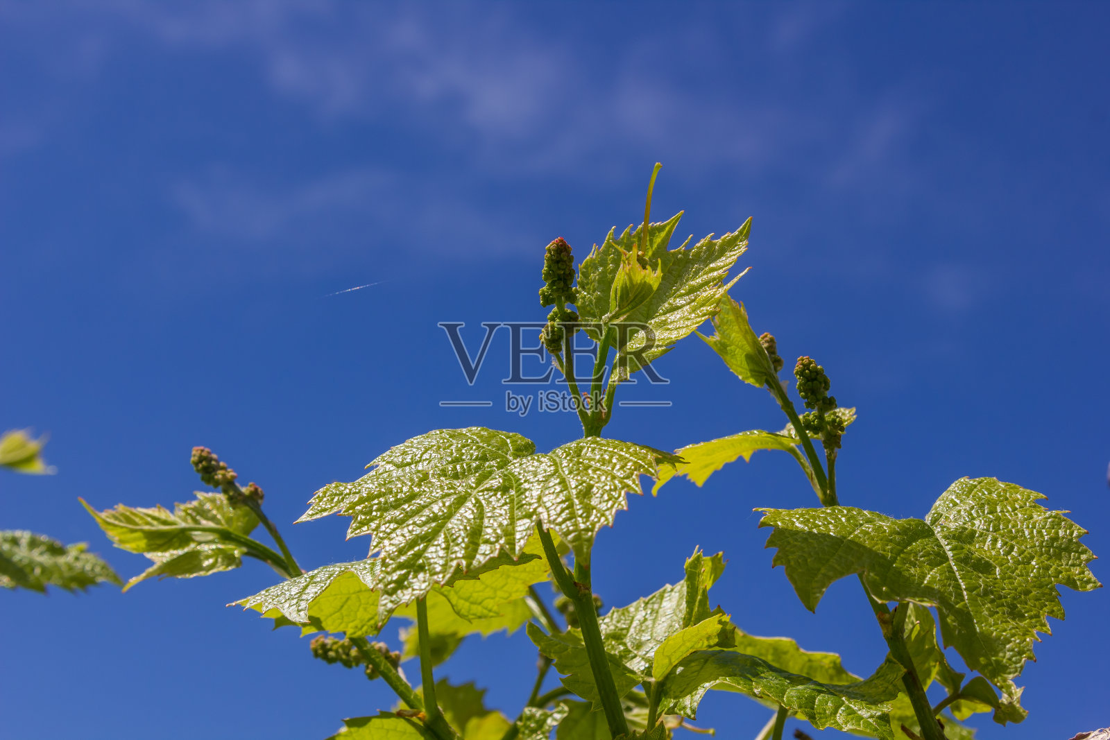 在阳光明媚的天气里，有绿色叶子的藤蔓在天空的背景上照片摄影图片