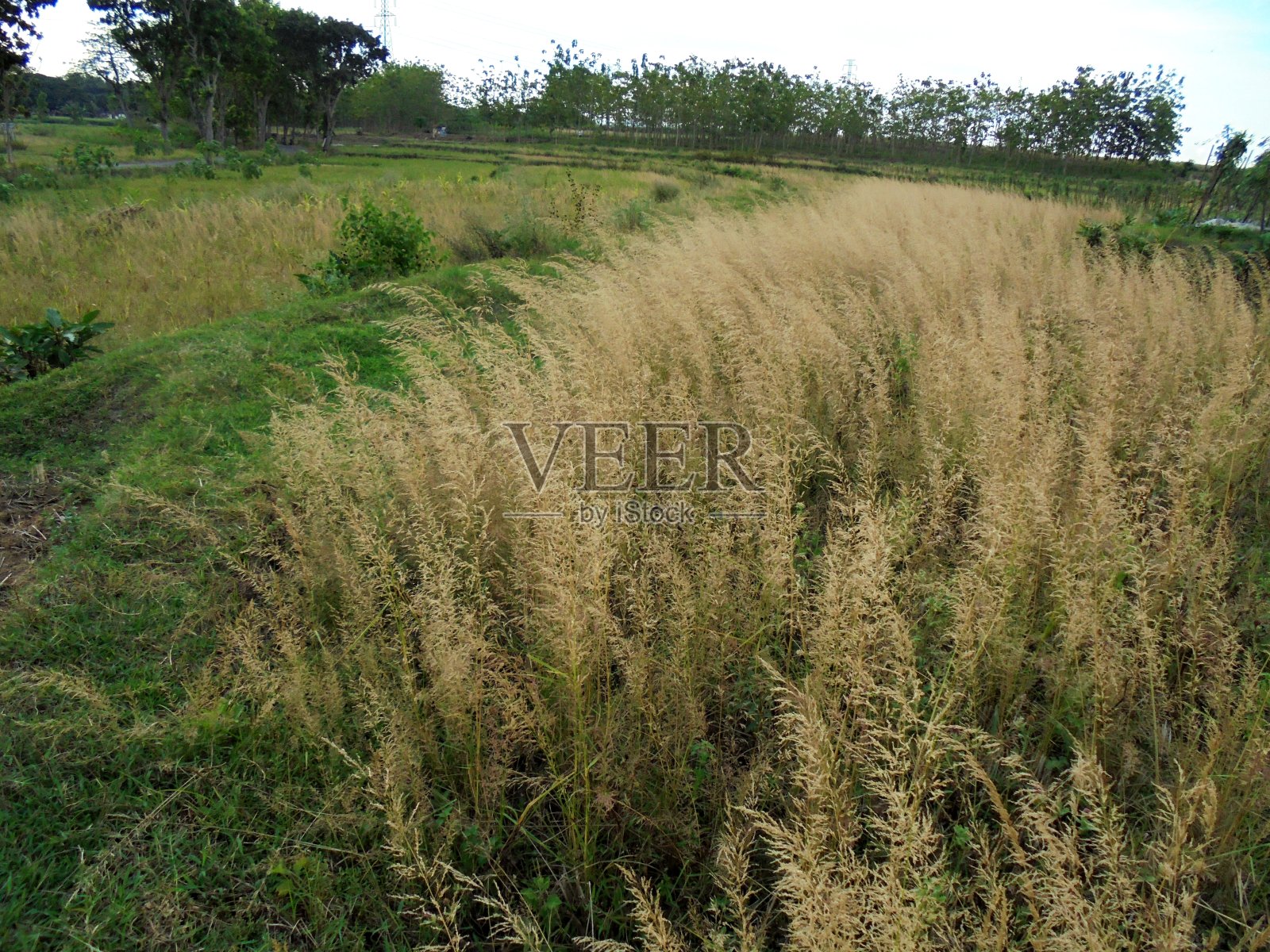 因佩拉塔·西林德里卡·劳施照片摄影图片