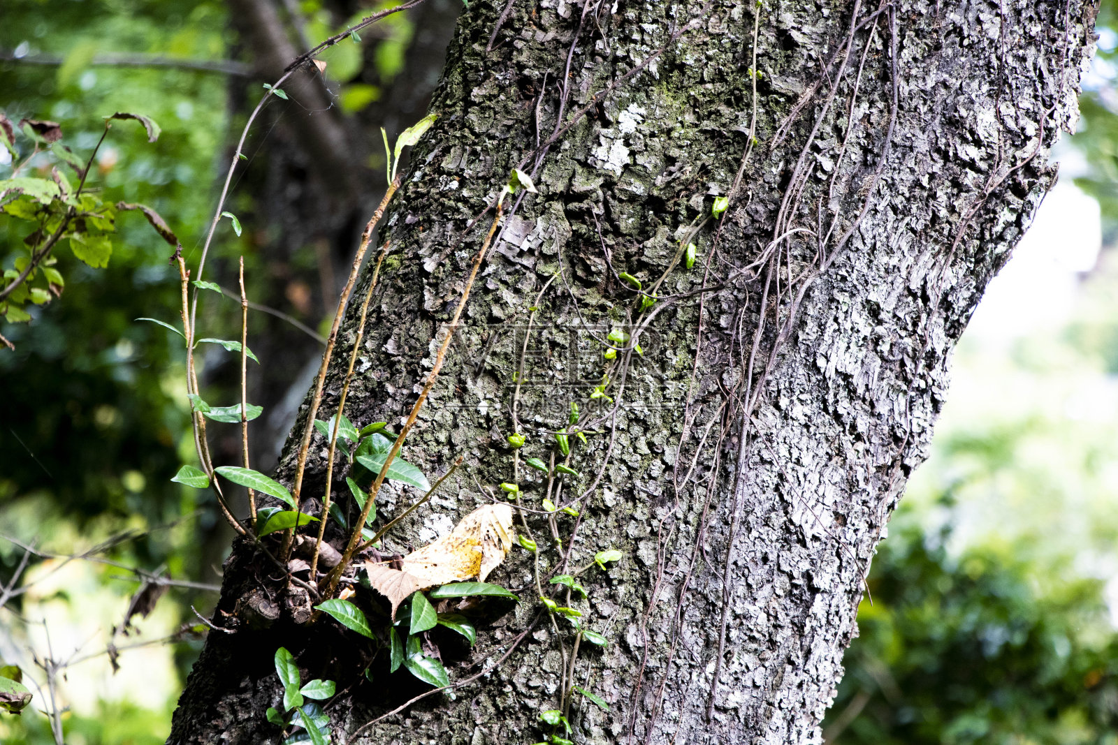 新鲜的绿色来自树照片摄影图片