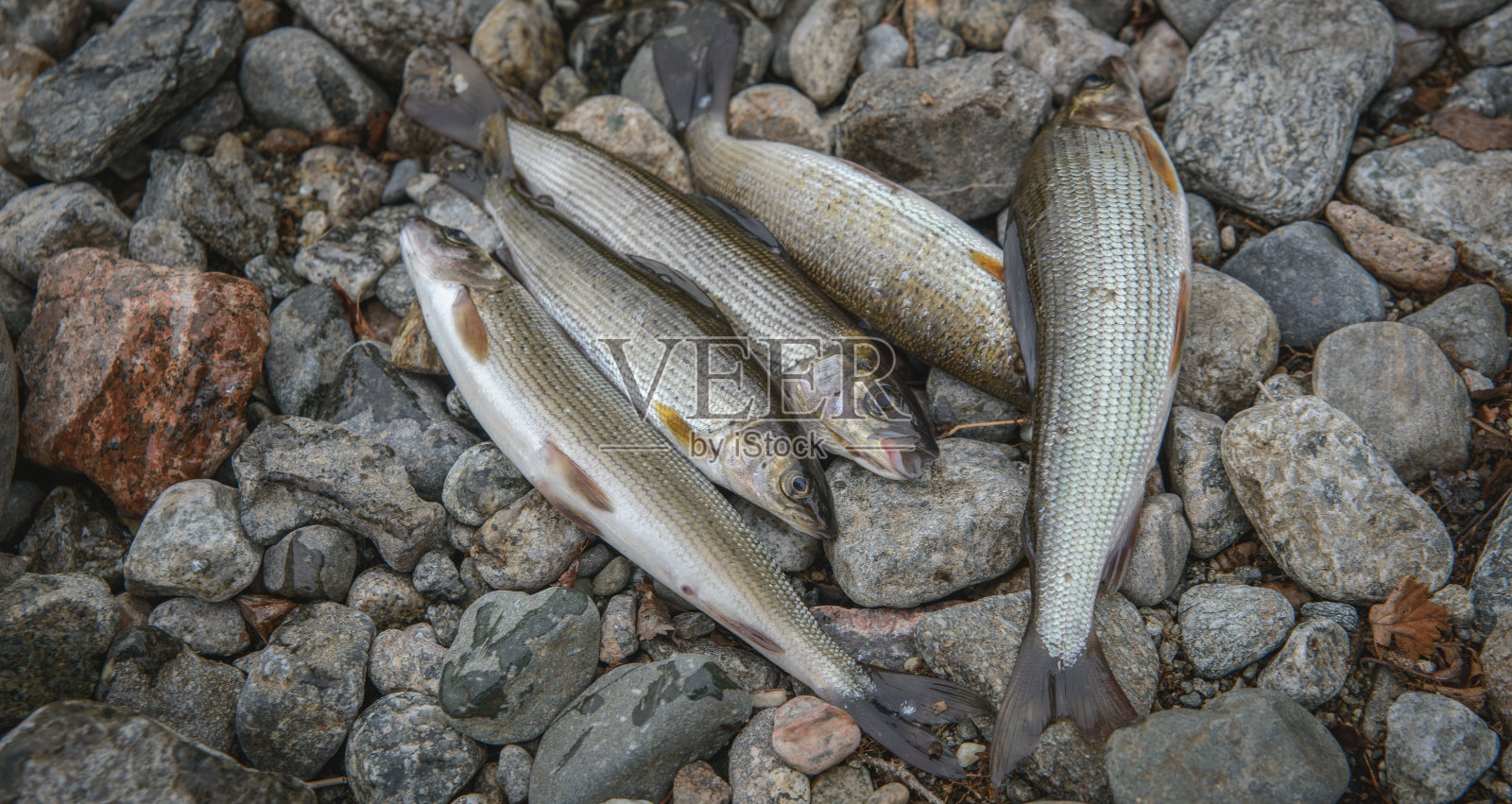 格雷林被抓住了。照片摄影图片