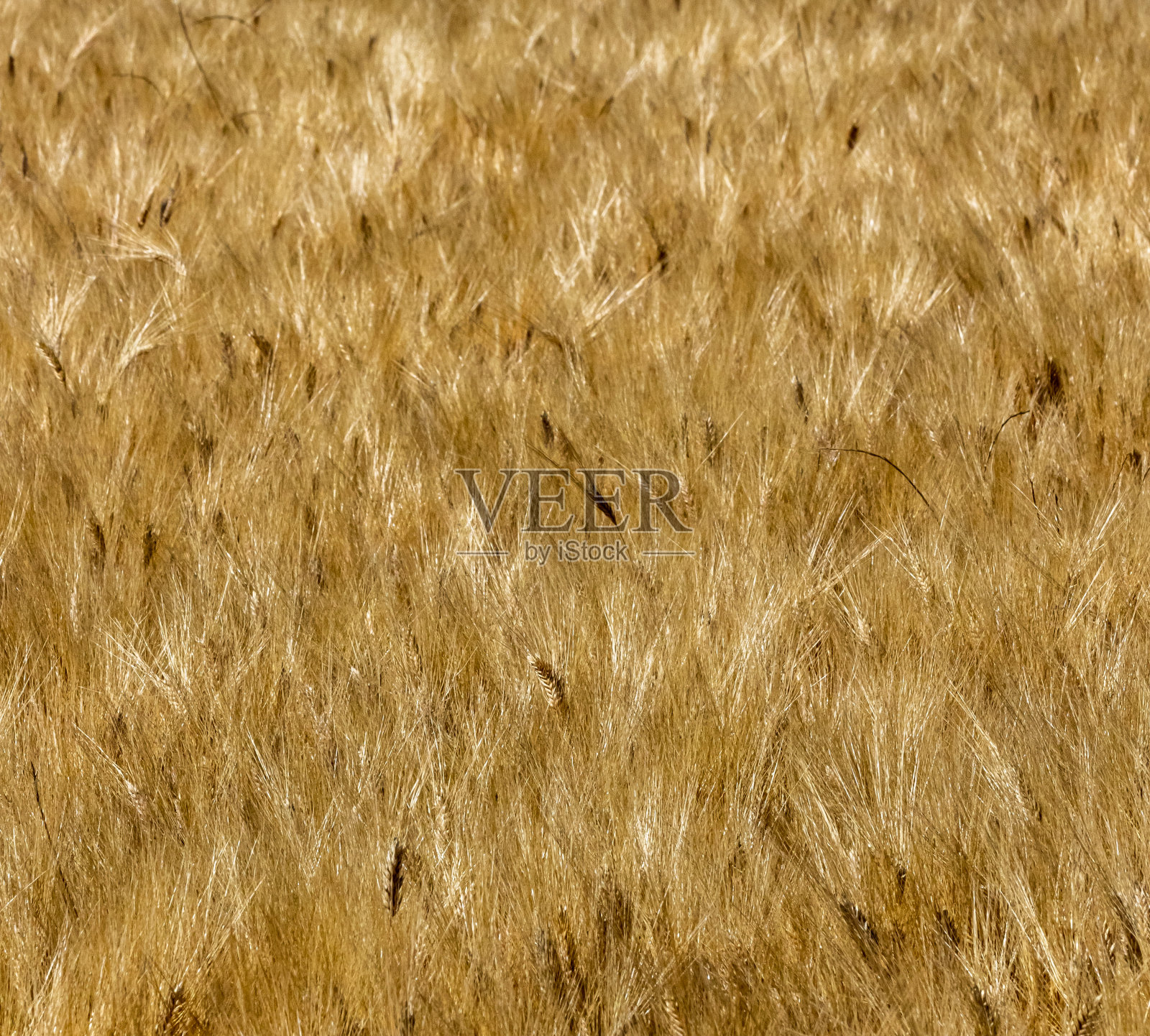 麦田照片摄影图片