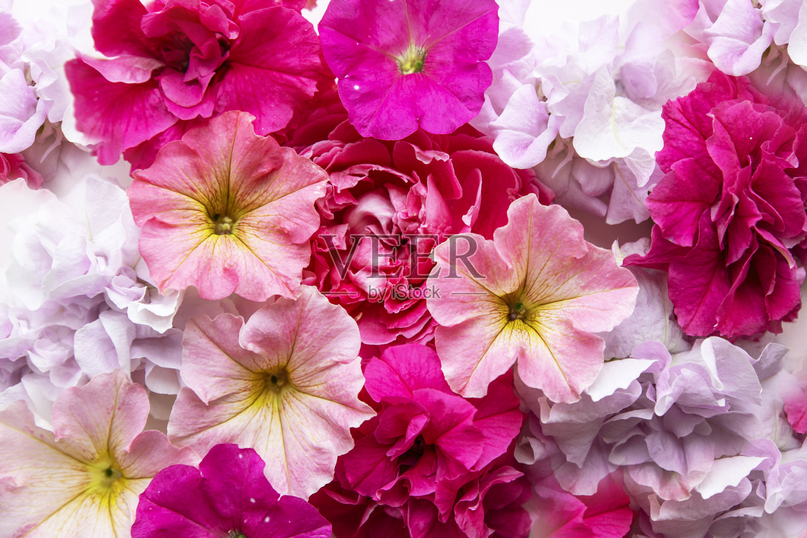 背景采用鲜粉色和紫色，布局照片摄影图片