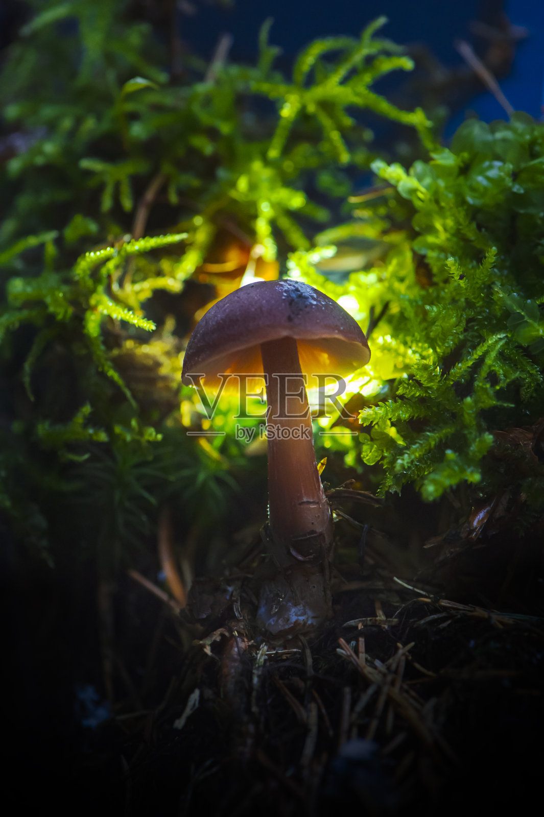 夜森林中的发光红色蘑菇照片摄影图片