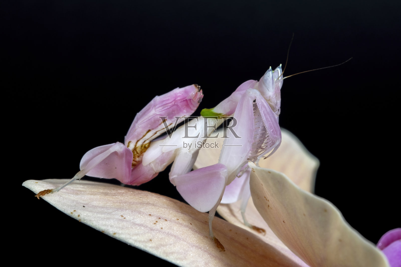 兰花螳螂照片摄影图片