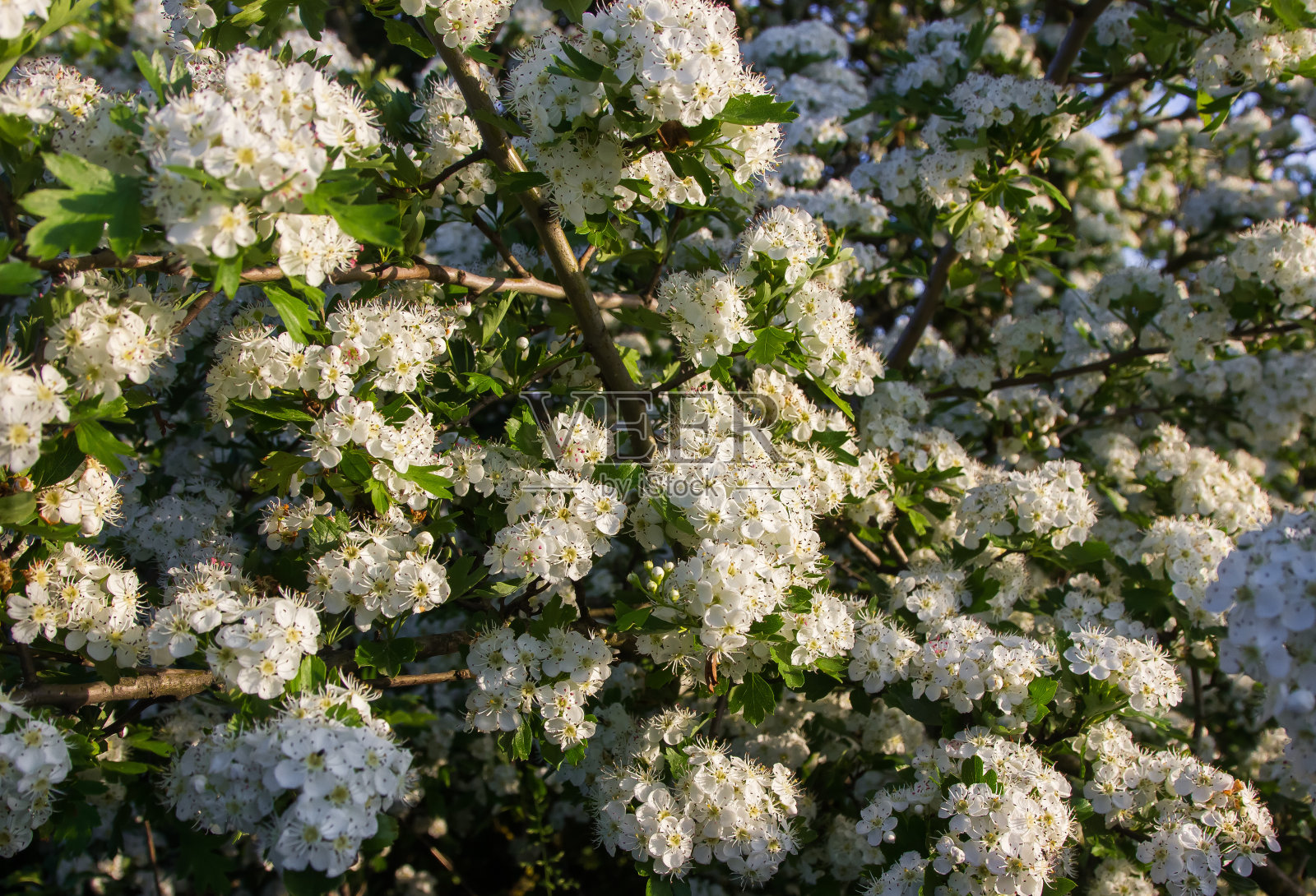 白色山楂花密密麻麻地长在草地上。阳光灿烂的日子照片摄影图片