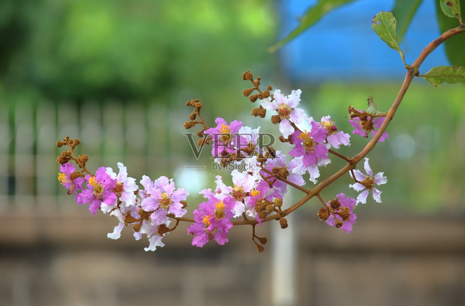 Bungor花开得很漂亮照片摄影图片