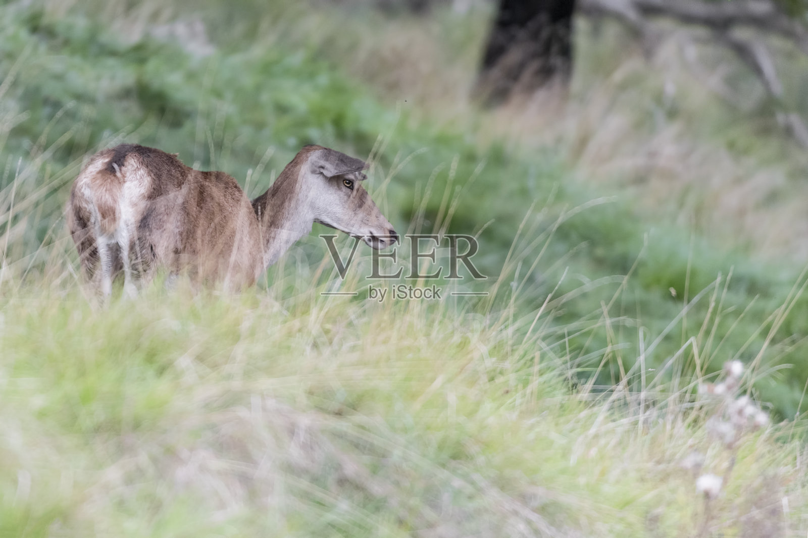 灌木丛中的雌鹿(Cervus elaphus)照片摄影图片