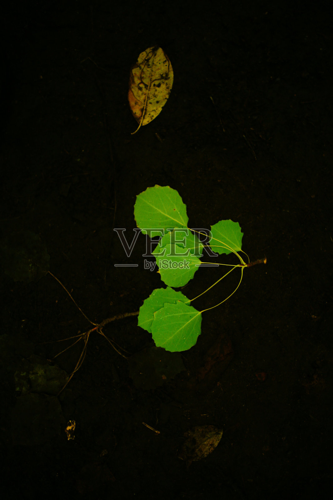 潮湿的绿色叶子，深色的软聚焦背景照片摄影图片