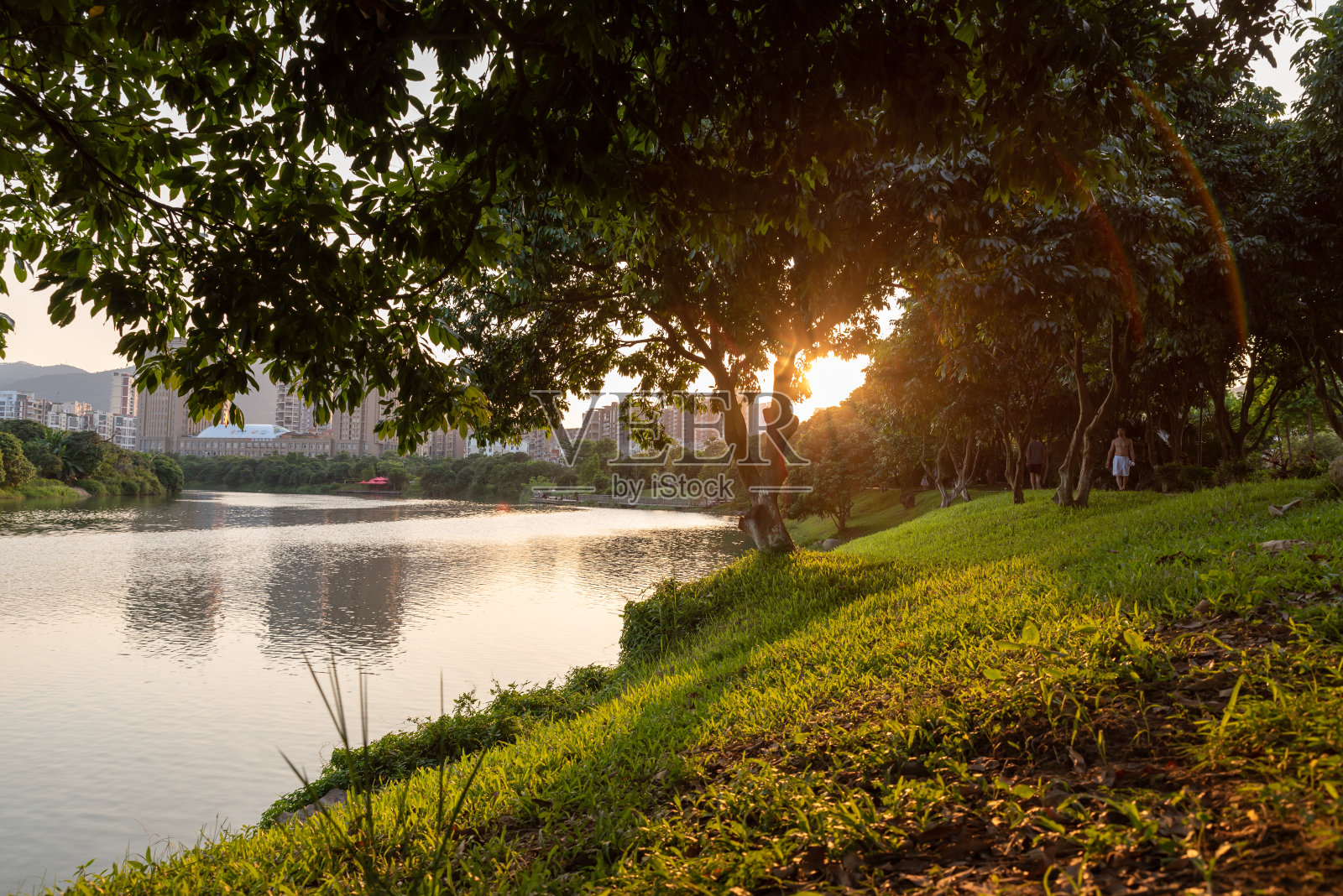 黄昏时，城市公园里的河流和树木照片摄影图片