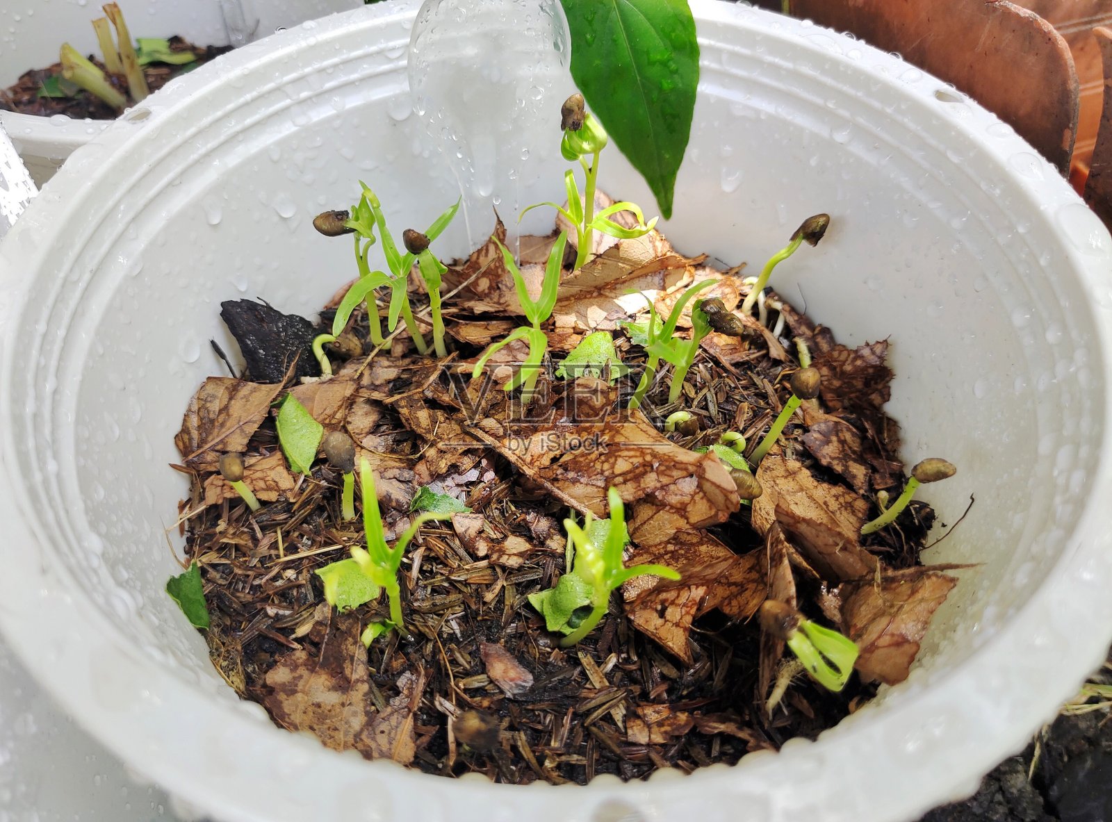 婴儿空心菜照片摄影图片