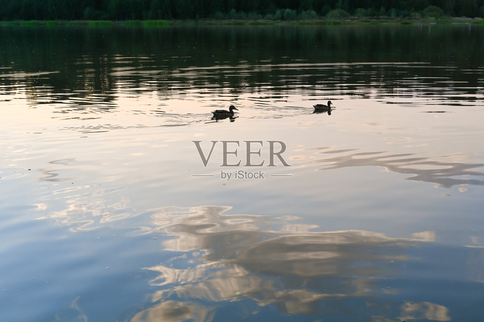 日落时，鸭子在湖面上游泳。照片摄影图片