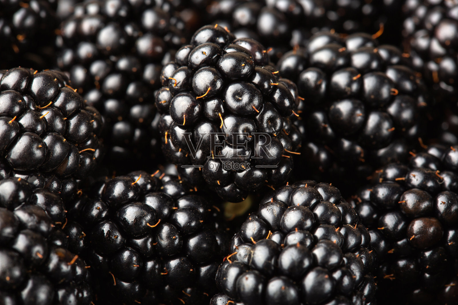 黑莓的背景。近距离成熟的黑莓微距镜头照片摄影图片