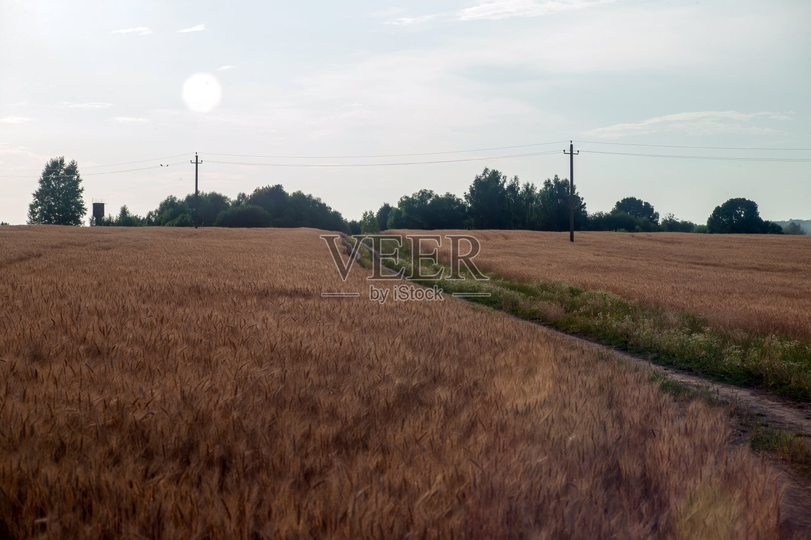 在一个晴朗的日子里，田里长满了小麦照片摄影图片