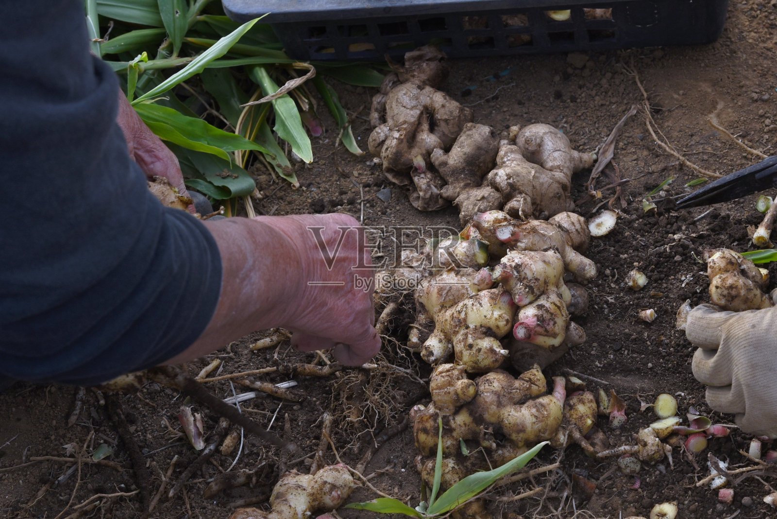 生姜种植。照片摄影图片
