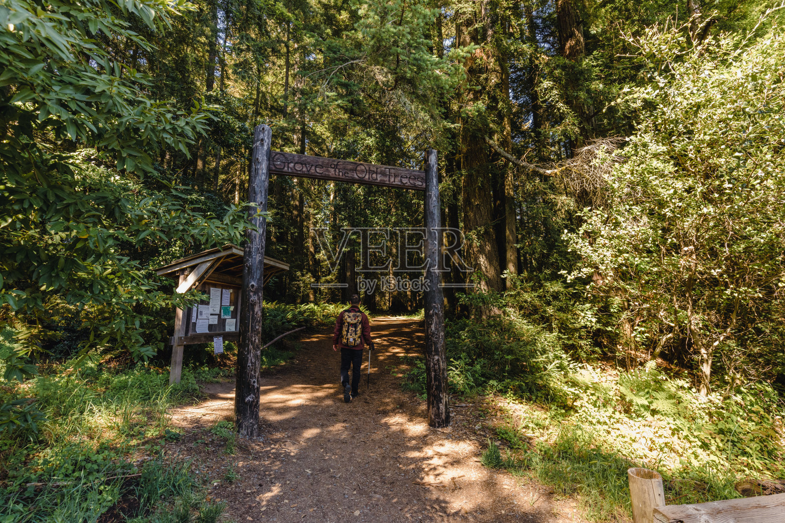 男子在红杉林中徒步照片摄影图片