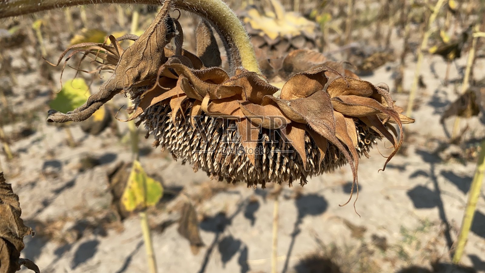 向日葵田里的葵花籽照片摄影图片