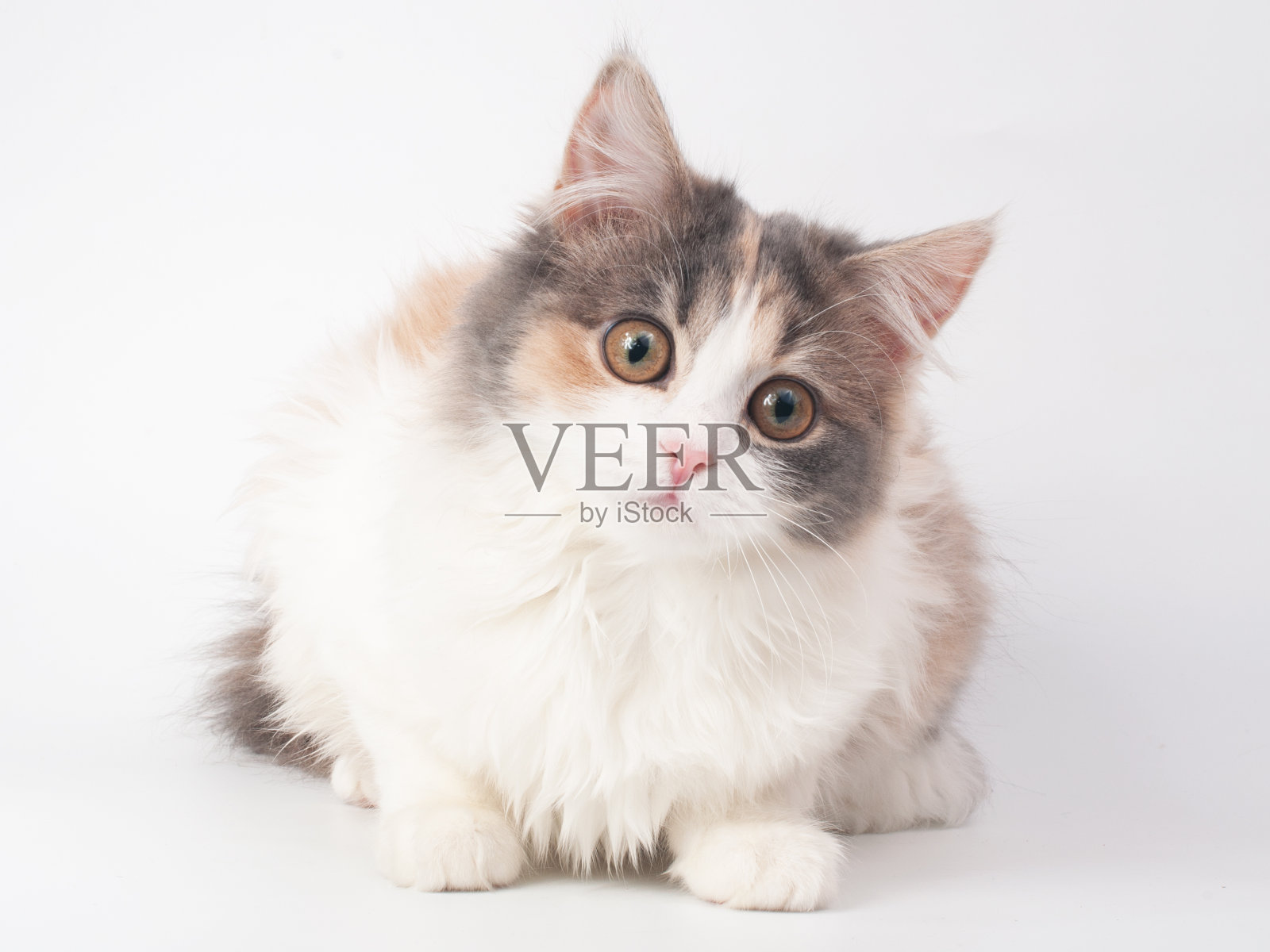 白色背景上可爱的毛茸茸的小猫照片摄影图片