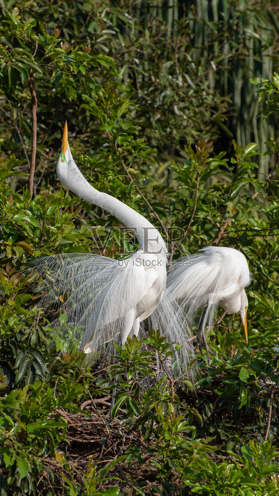 白鹭，巴西美丽而巨大的鹭巢。有选择性的重点。照片摄影图片
