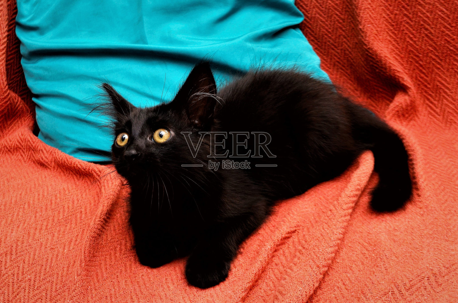 黑猫在沙发上看着照片摄影图片