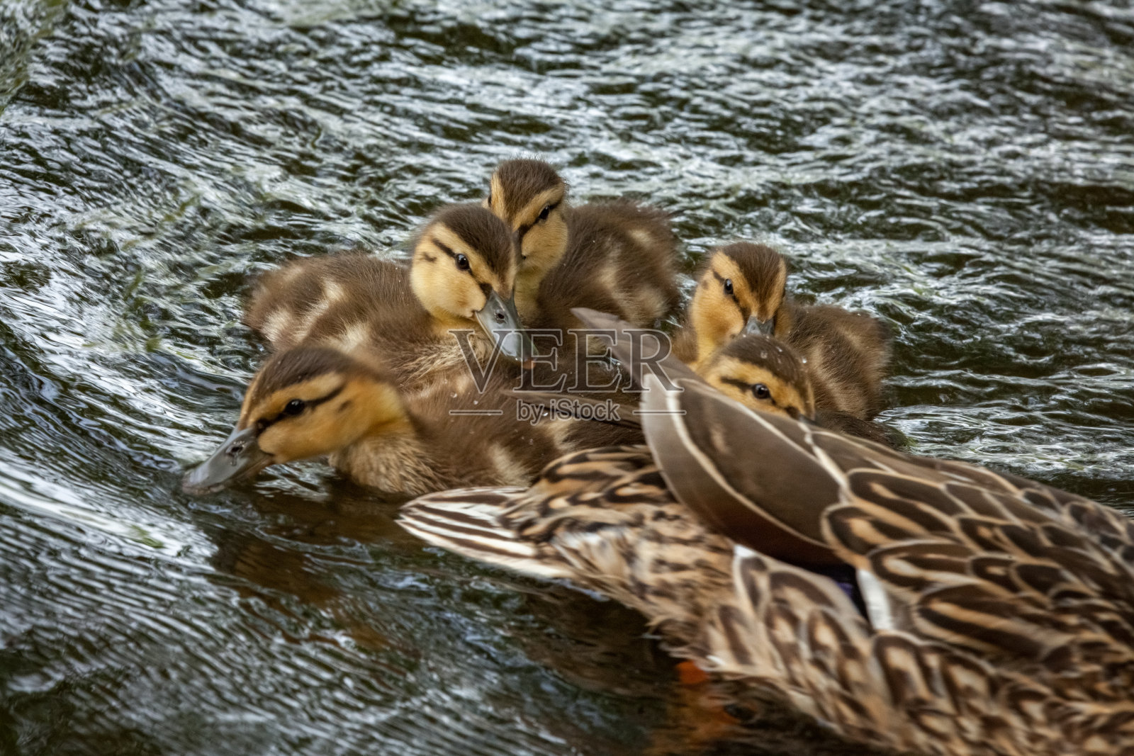 水中美丽的加拿大绿头鸭。照片摄影图片