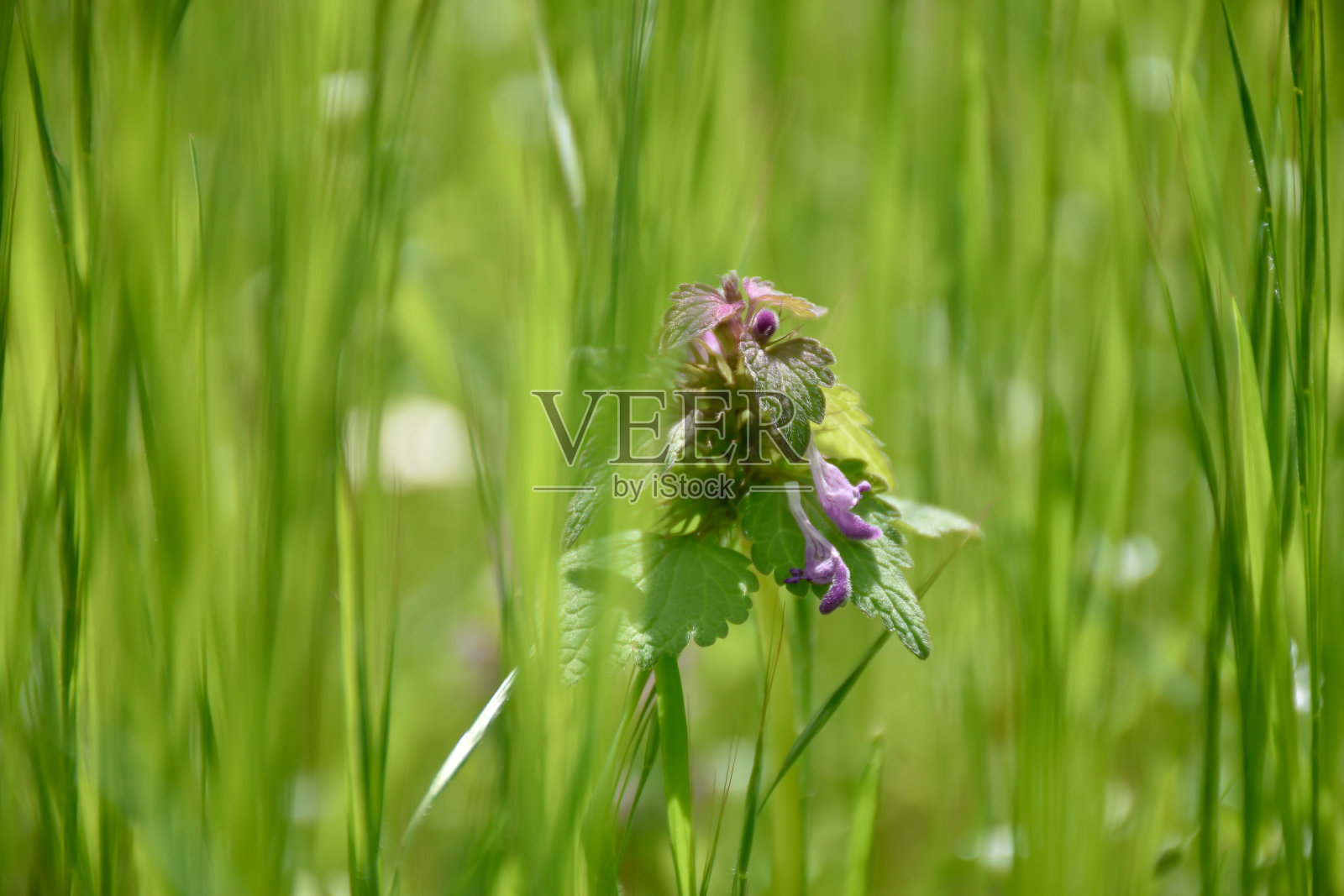 绿色林中空地上的野花。照片摄影图片