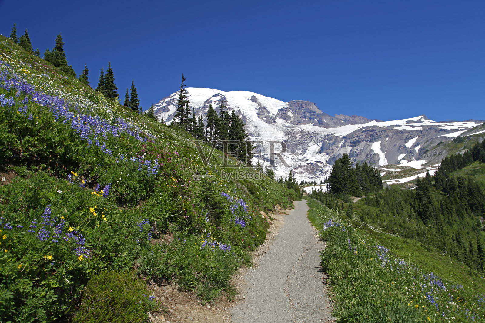 夏天，雷尼尔山国家公园的小径上盛开着美丽多彩的野花照片摄影图片