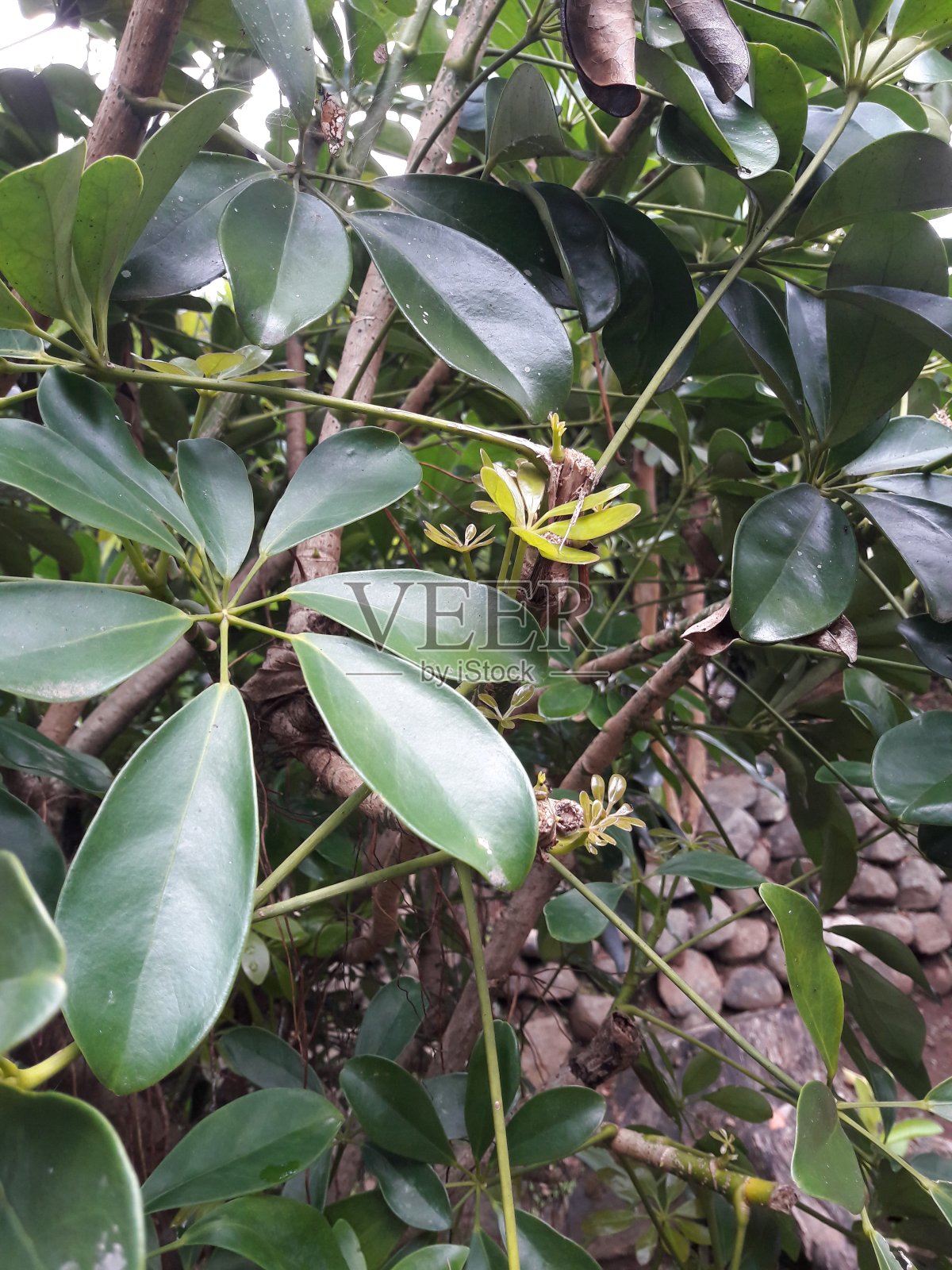 院子里植物生长的照片照片摄影图片