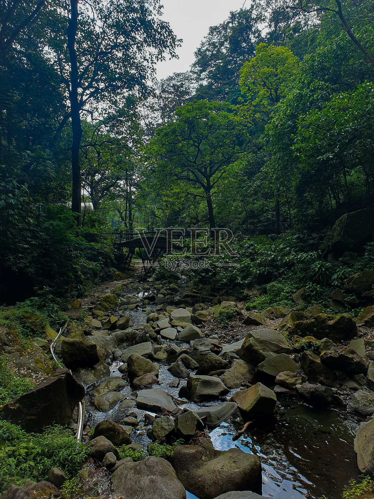 绿色森林里的小石河照片摄影图片