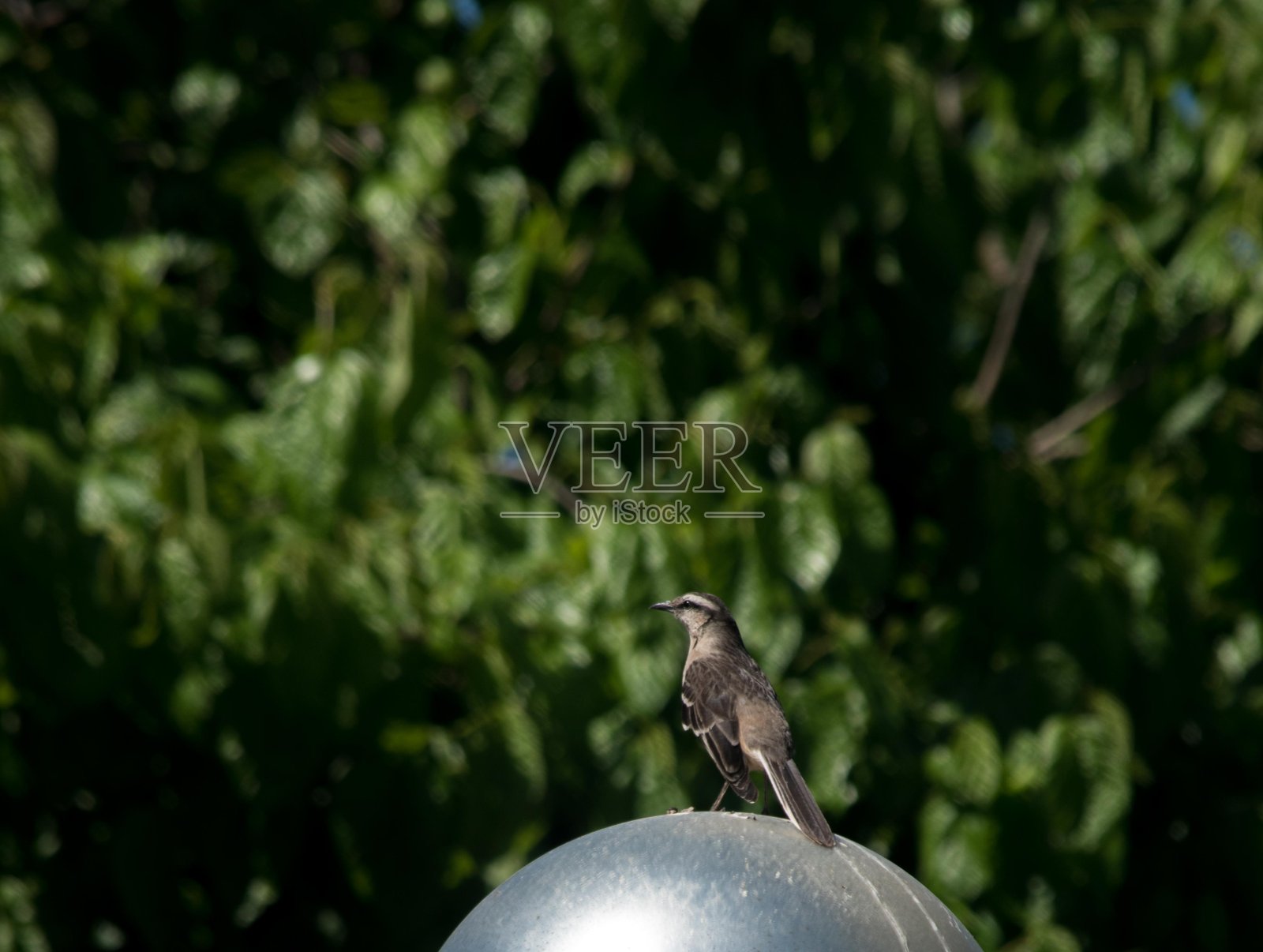 银球上的鸟照片摄影图片