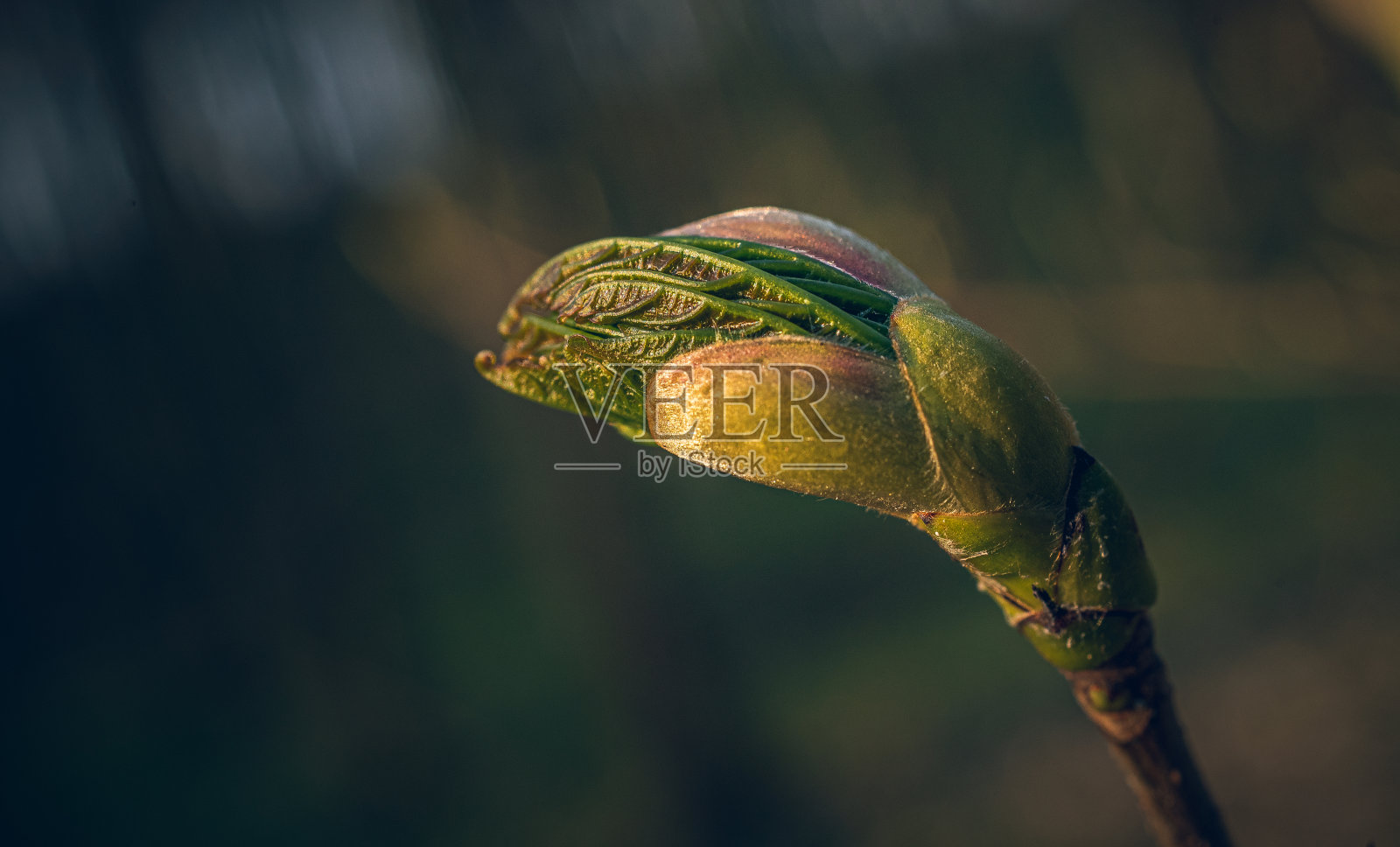 春天的大自然照片摄影图片