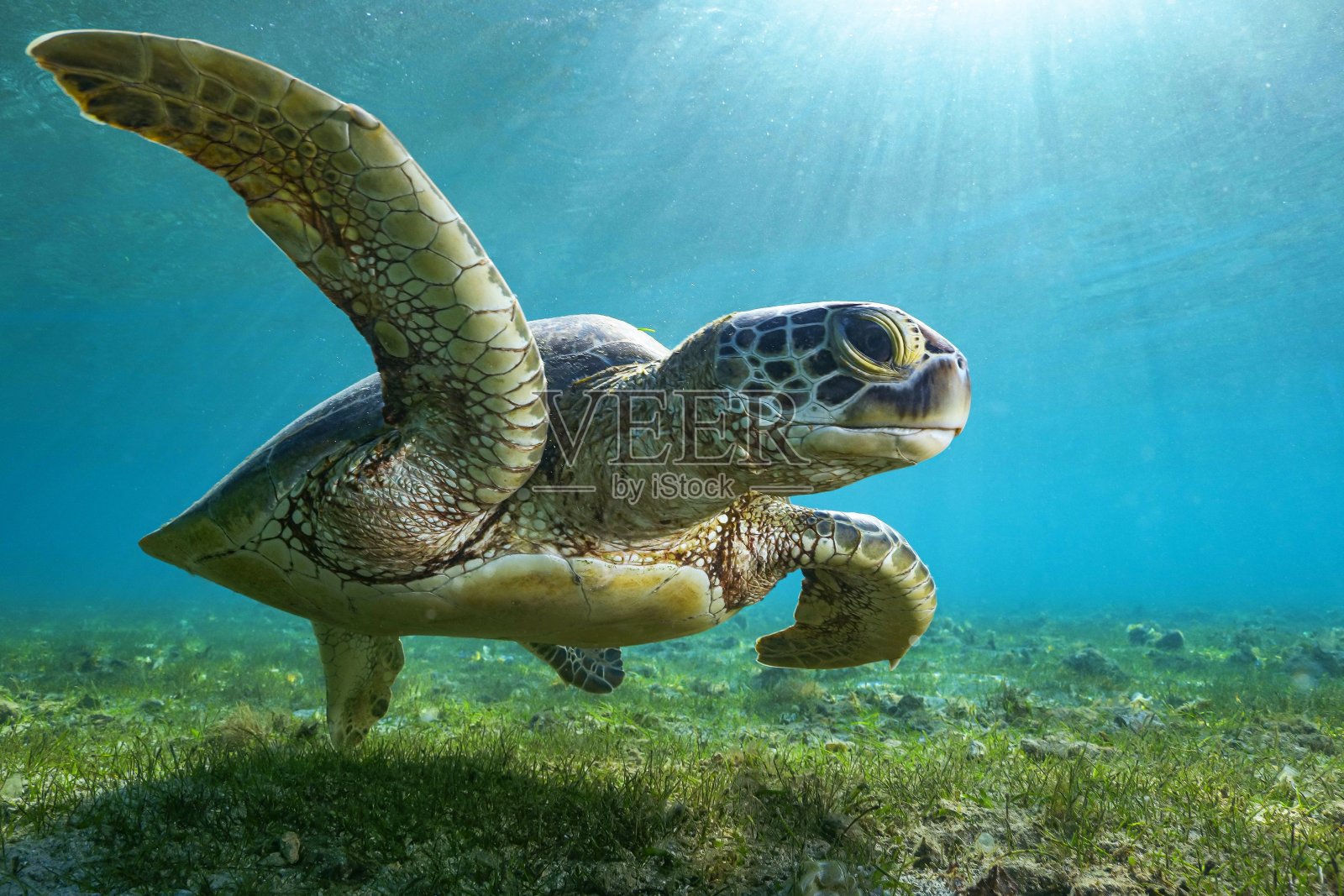 绿海龟和鮣鱼在海草上照片摄影图片