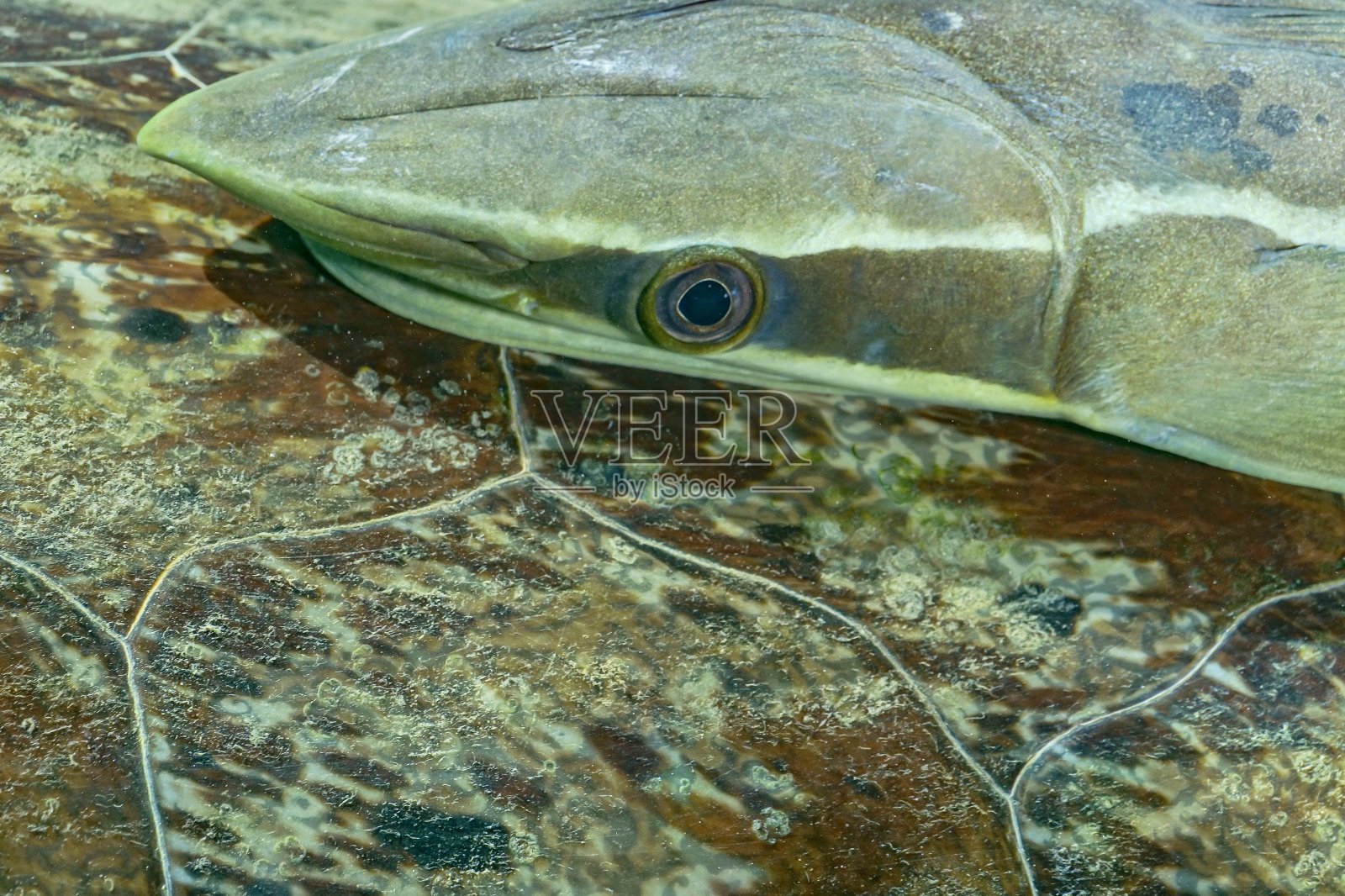 绿海龟和鮣鱼在海草上照片摄影图片