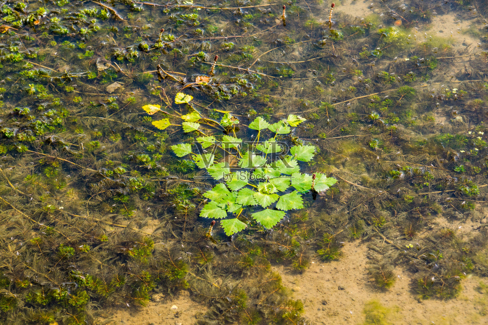 浅水马蹄丛照片摄影图片