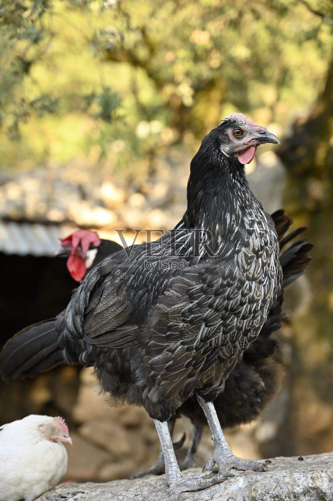 母鸡照片摄影图片