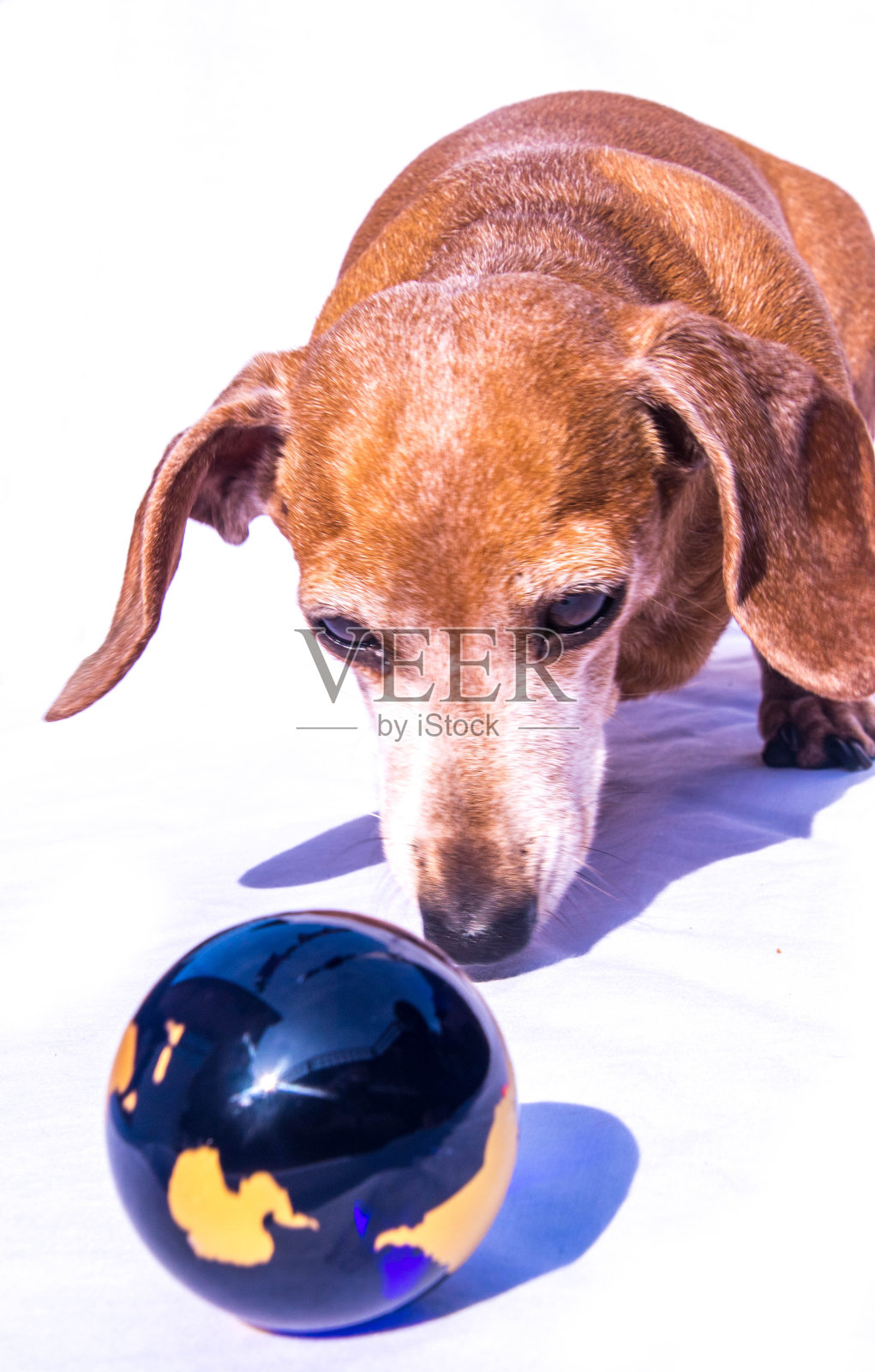 迷你腊肠犬世界照片摄影图片