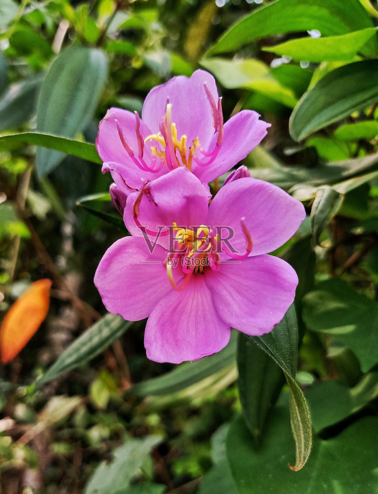 仿射花照片摄影图片