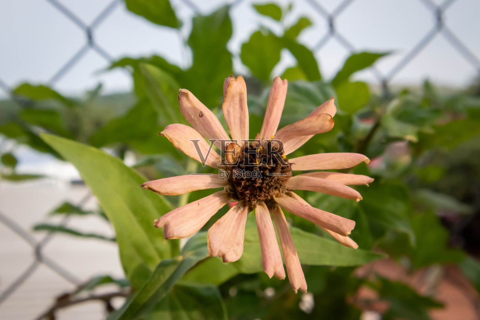 星状体的照片摄影图片