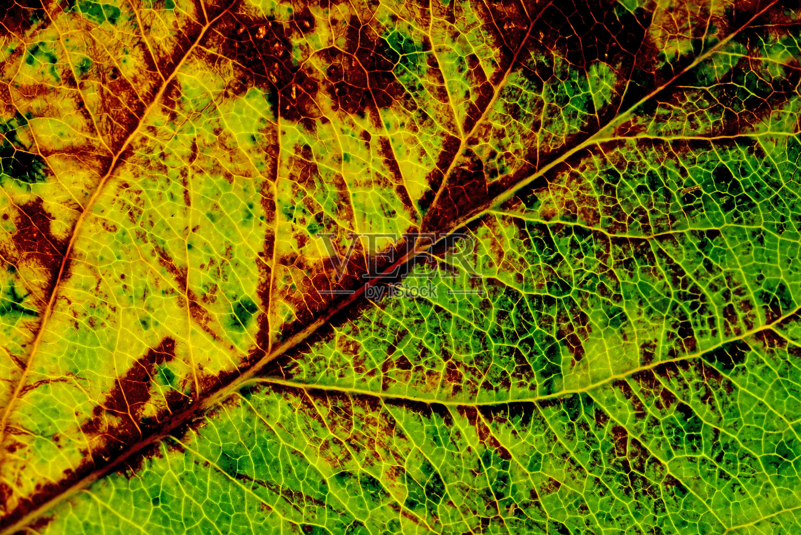 宏观的秋天的彩色叶子照片摄影图片