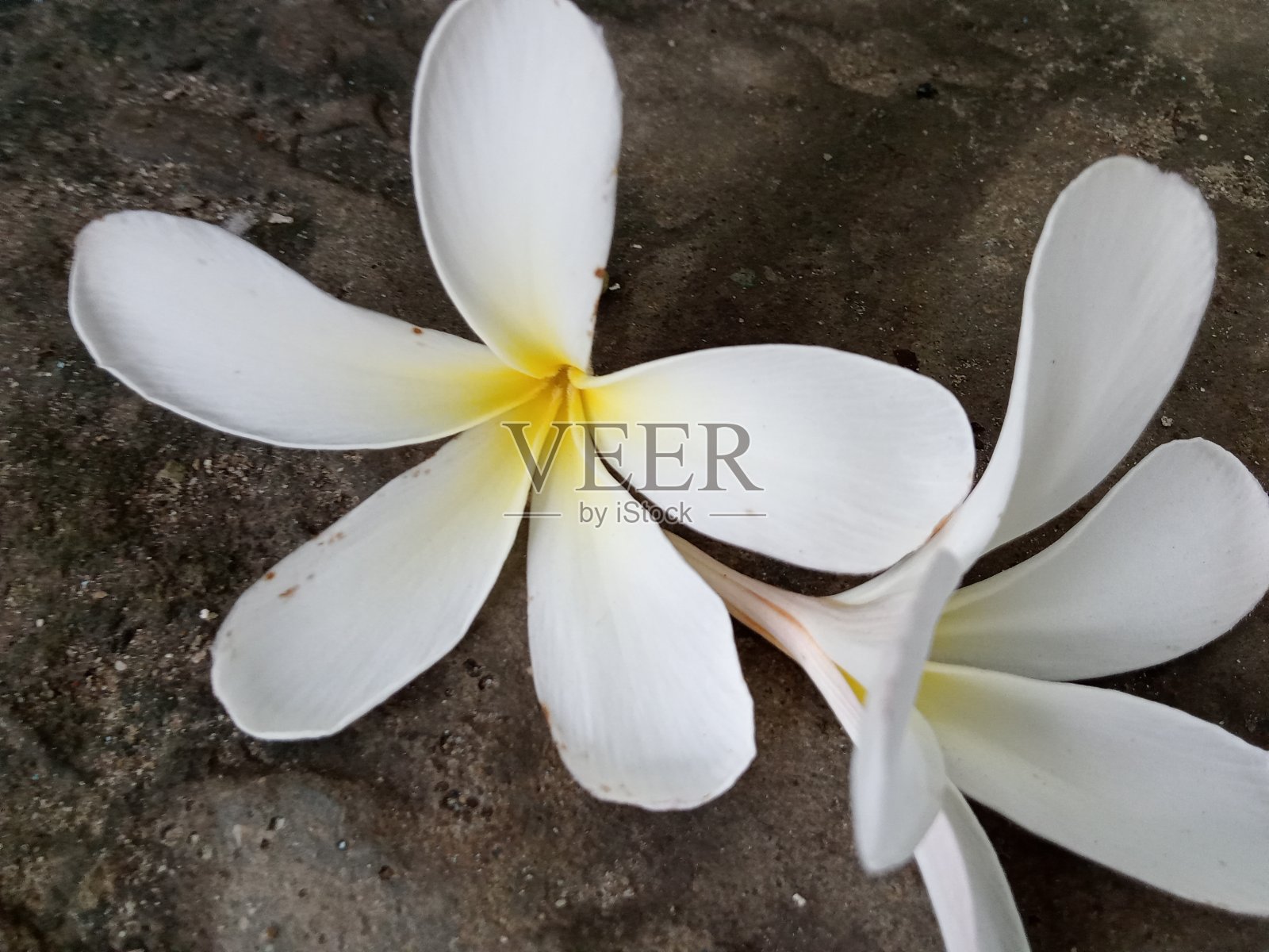 白色的花朵照片摄影图片